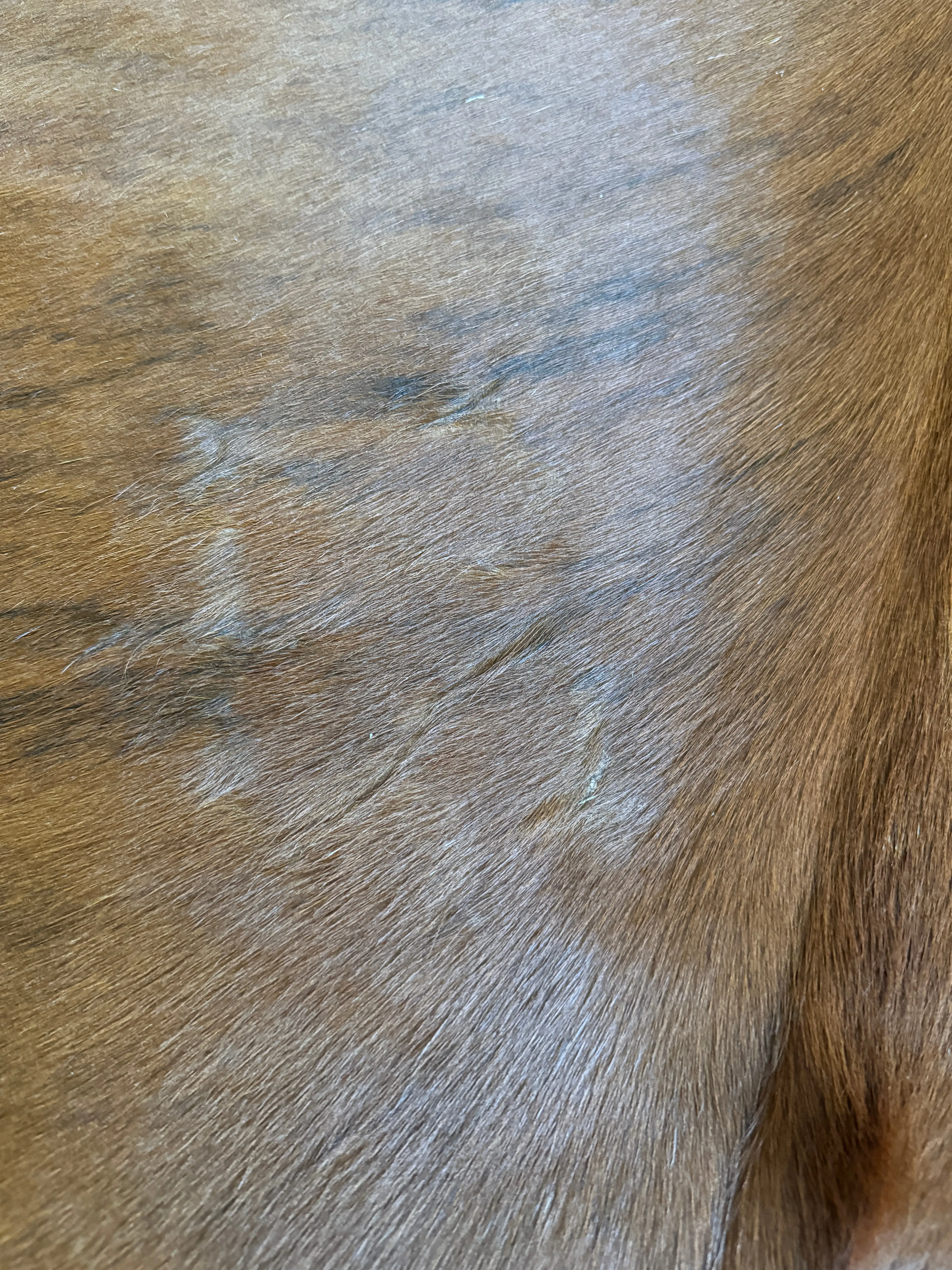 Brazilian Brindle Cowhide Rug XL