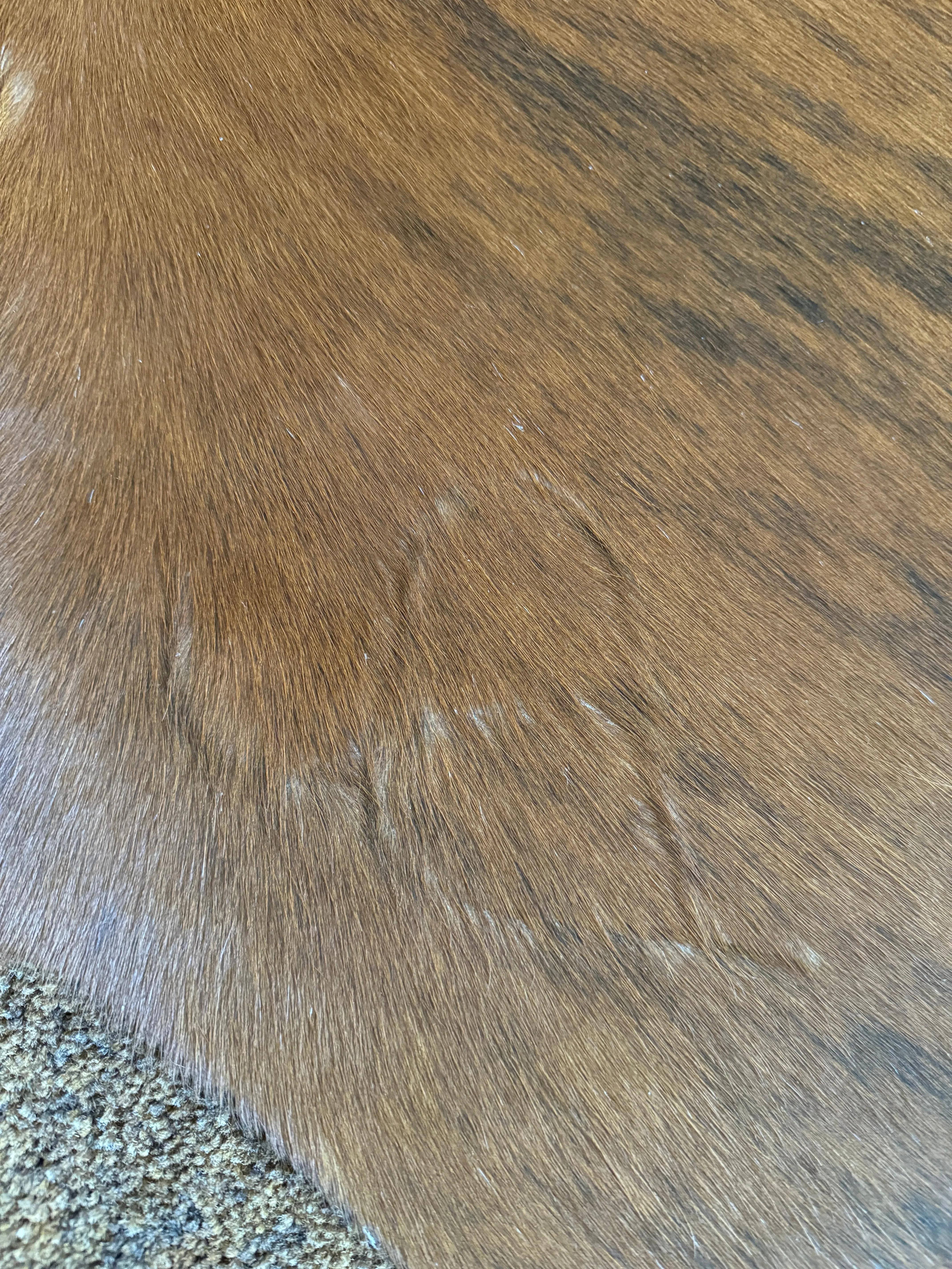 Brazilian Brindle Cowhide Rug XL